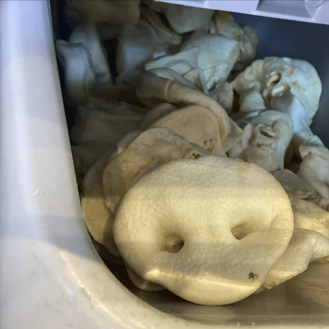 Pig Snout