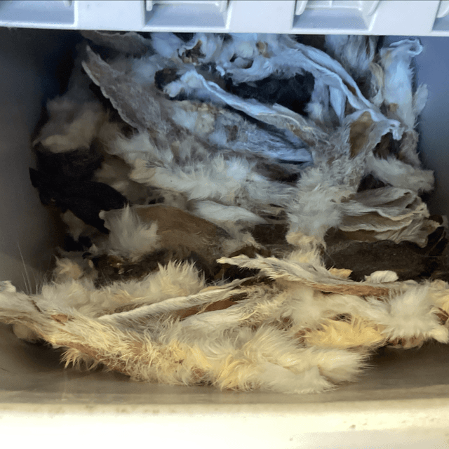 Rabbit fur Ear