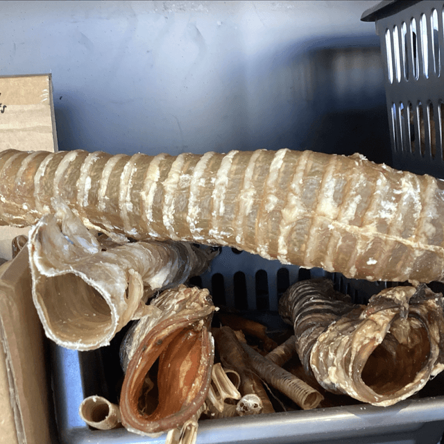 Buffalo Trachea 